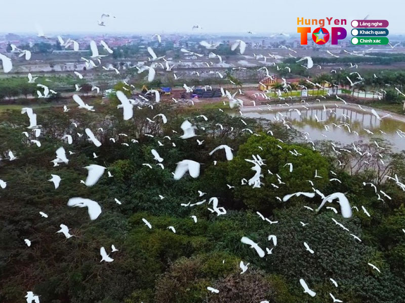 Dao-co-hungyentoplist