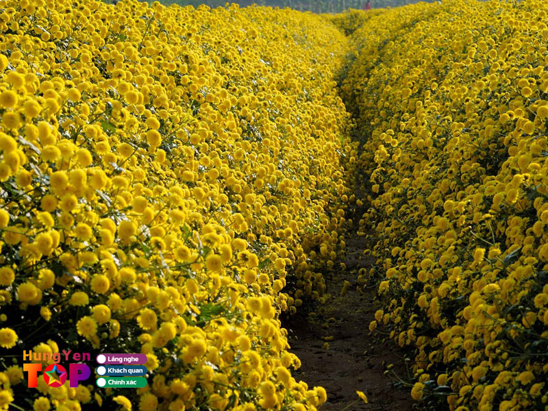 Cach-dong-hoa-cuc-chi-hungyentoplist