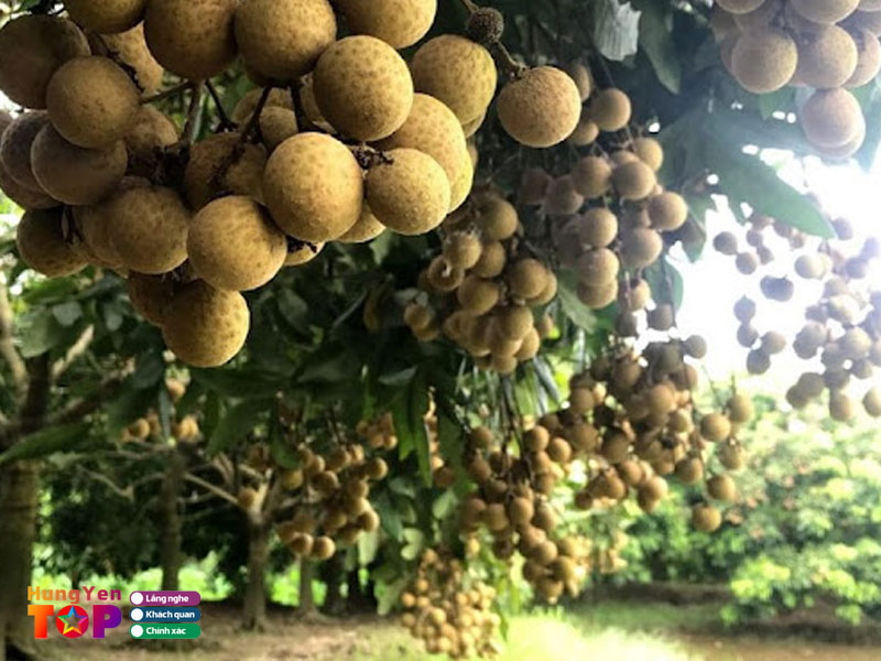 Nhan-long-hung-yen-hungyentoplist