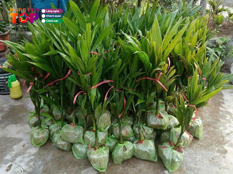 Vuon-cay-viet-nam-hungyentoplist